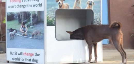 In Karnataka, you can now feed stray dogs in exchange of plastic bottles.