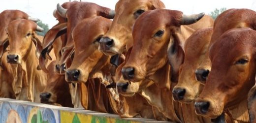 COMPLETE BAN on Cow Slaughter and Beef Products in Lakshadweep; Life Imprisonment if caught in the act