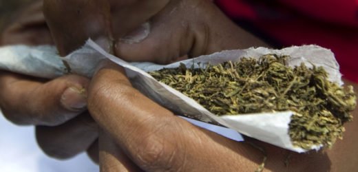 1,800 kg Marijuana smuggled in COCONUTS seized by Mumbai ANC; 2 caught in the act