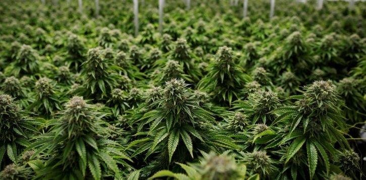 Himachal Pradesh to legalize CANNABIS cultivation for creating Employment Opportunities