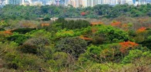 Maharashtra: Amendment of act to protect trees, prevent excess felling