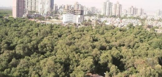 Mumbai: MMRDA decides to cut mangroves on 1 hectare for metro station