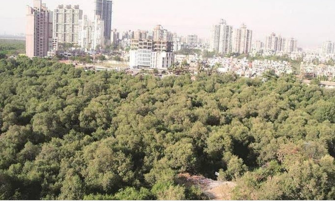 Mumbai: MMRDA decides to cut mangroves on 1 hectare for metro station