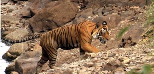 Rajasthan all set to get its 4th Tiger reserve