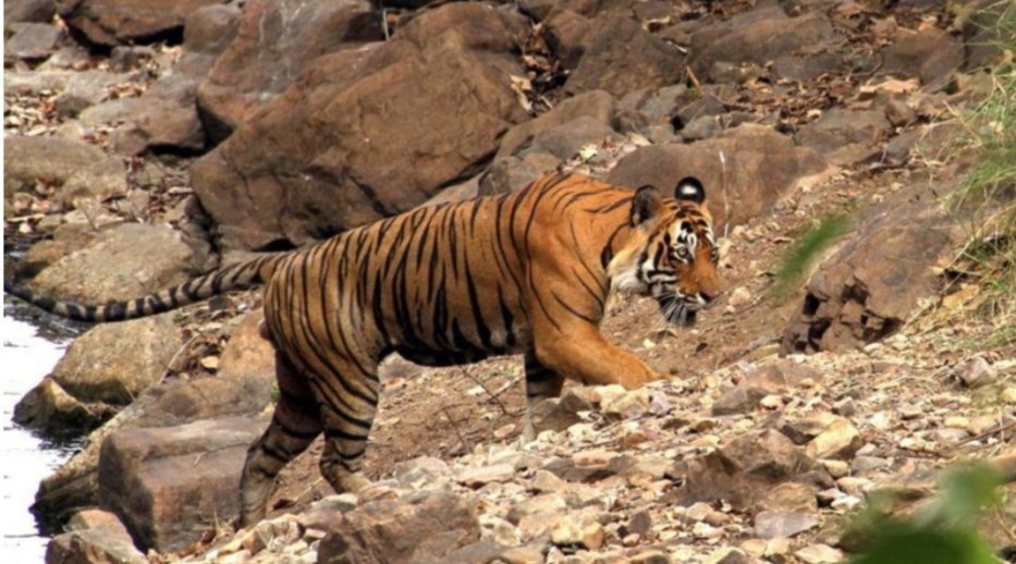 Rajasthan all set to get its 4th Tiger reserve