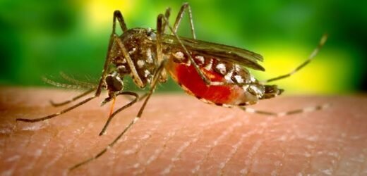 Maharashtra reports first case of Zika Virus in Pune District