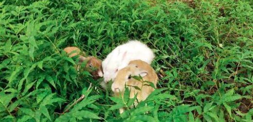 Mumbai: Aarey colony becomes dumping ground for pets