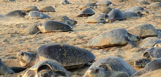 Rise of olive ridley turtle eggs near Konkan beaches during lockdown