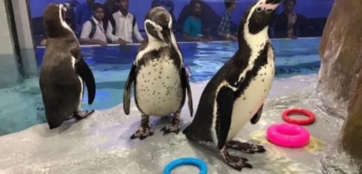 Byculla zoo: 15 Crores sanctioned by BMC for upkeep of penguins
