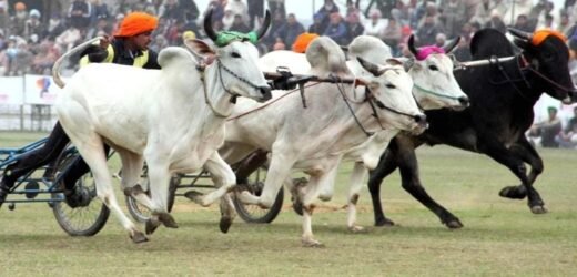 Maharashtra: Supreme Court permits bullock cart race