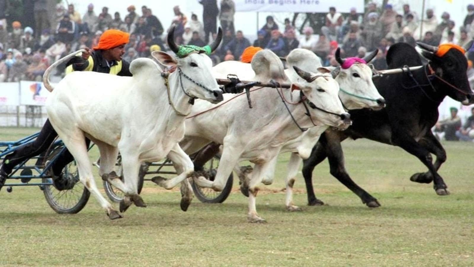 Maharashtra: Supreme Court permits bullock cart race