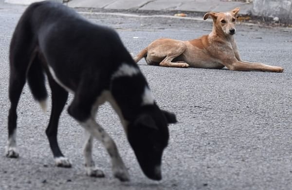 Navi Mumbai: Housing colony slaps Rs.8 lakh fine on a resident for feeding stray dogs inside premises