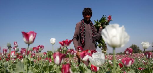 Afghanistan: Taliban bans opium poppy cultivation, drug trade