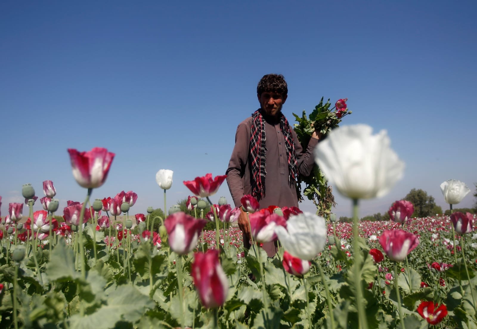 Afghanistan: Taliban bans opium poppy cultivation, drug trade