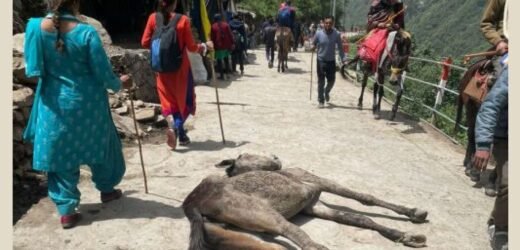 Char Dham Yatra: Mules and horses used on Kedarnath route dying due to overwork; 140 die in just 20 days