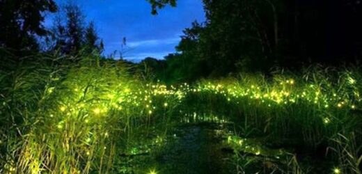Maharashtra is hosting the ‘Fireflies Festival’ till the end of June!