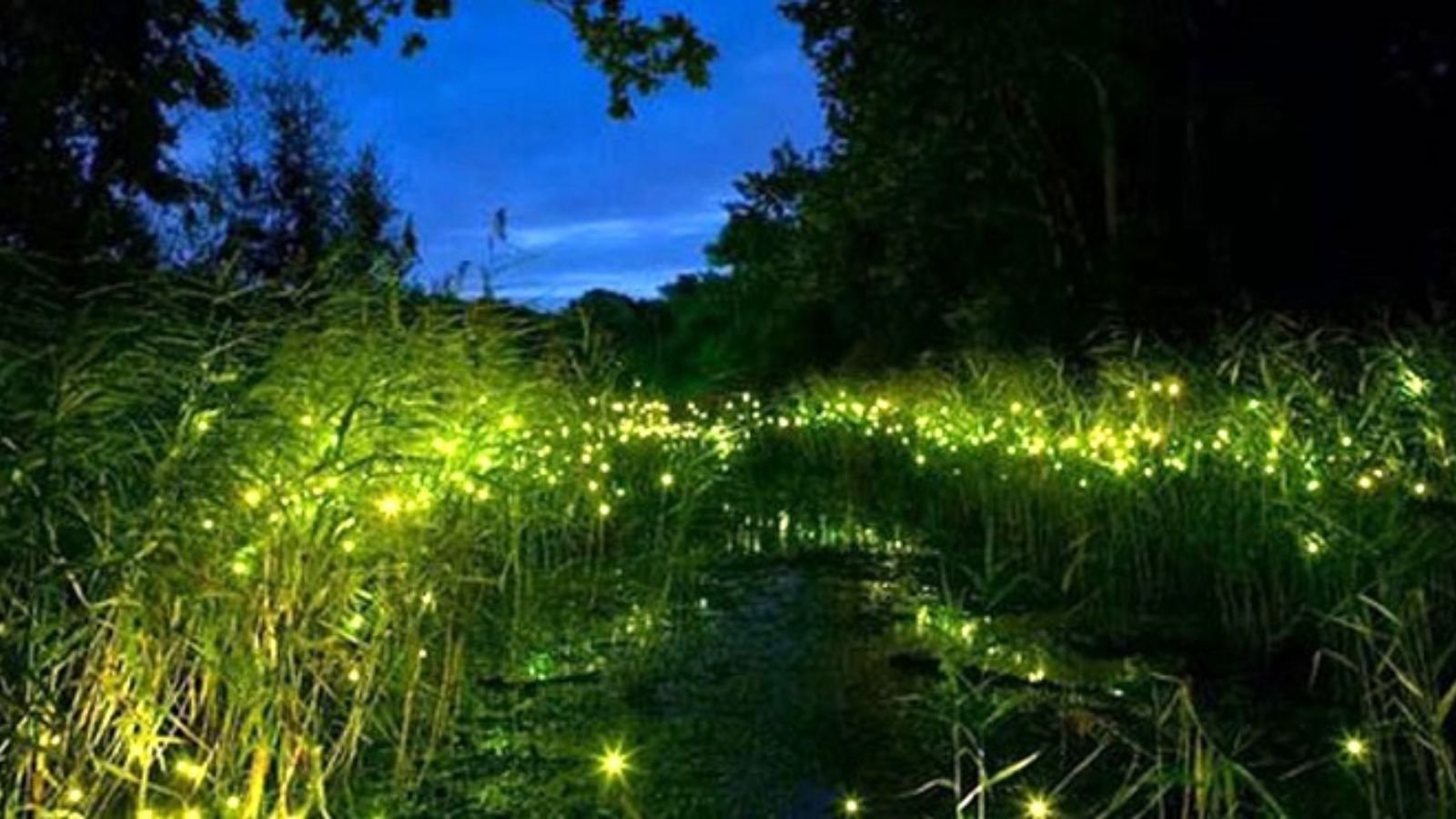 Maharashtra is hosting the ‘Fireflies Festival’ till the end of June!