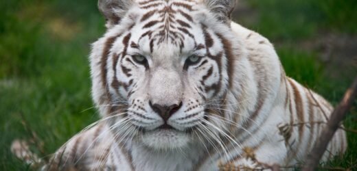 Rajasthan: Last white tiger ‘Chinoo’ dies at Nahargarh park