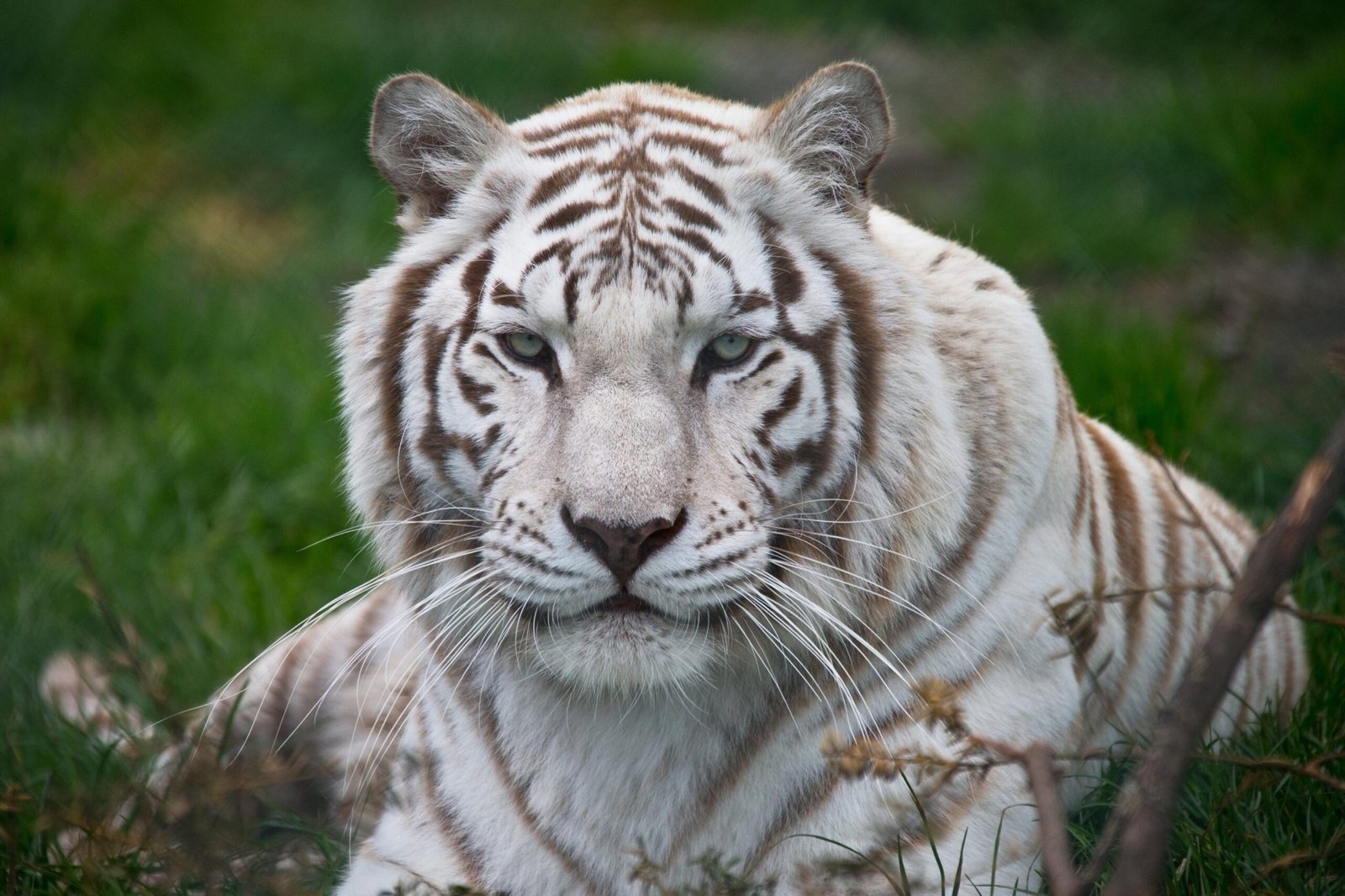 Rajasthan: Last white tiger ‘Chinoo’ dies at Nahargarh park