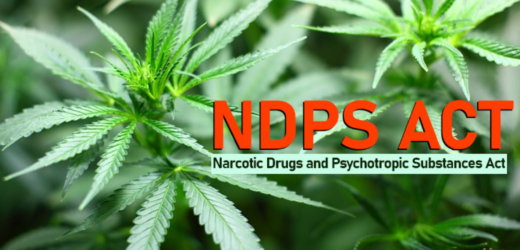 Ganja Definition Strictly Construed: Gujarat High Court Rules on NDPS Act