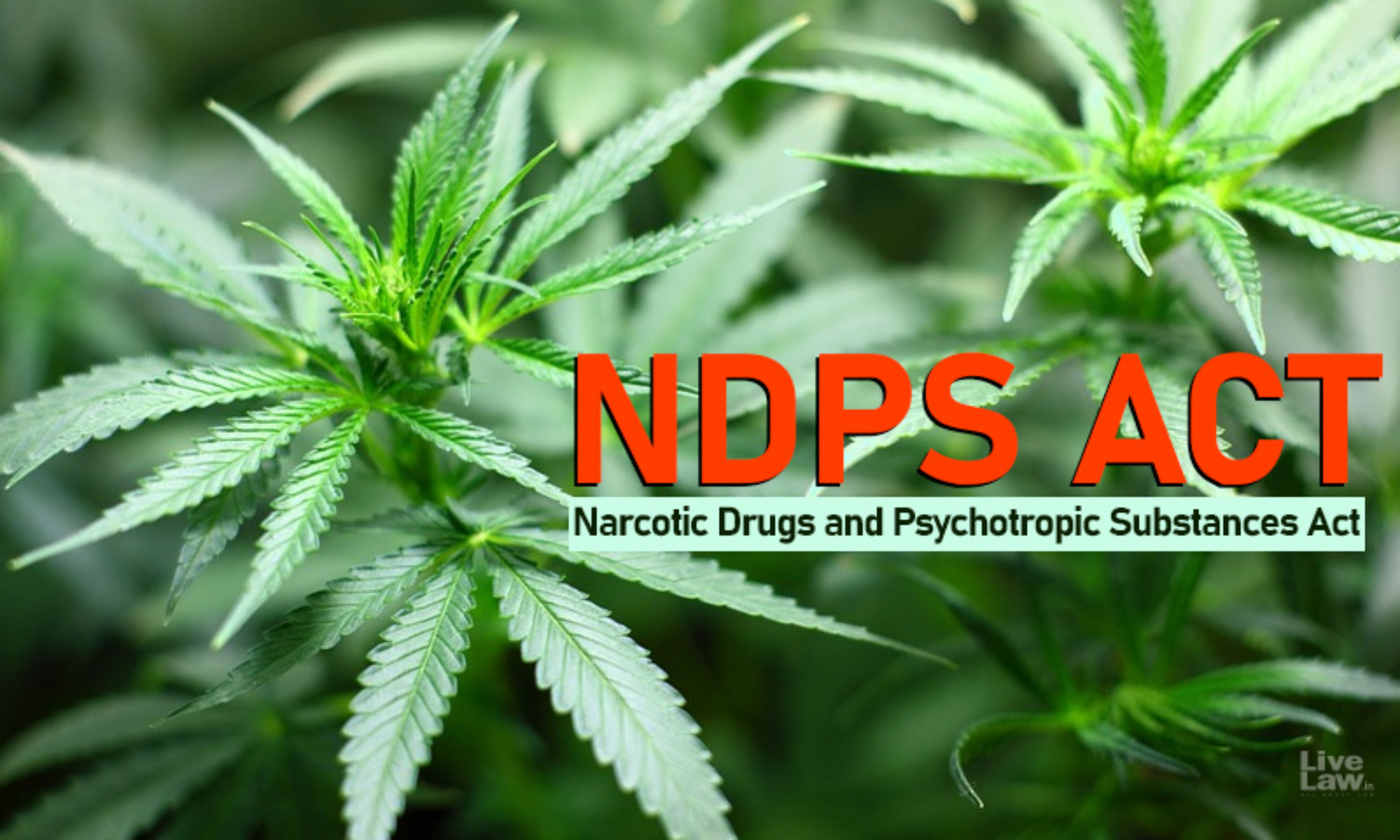 Ganja Definition Strictly Construed: Gujarat High Court Rules on NDPS Act